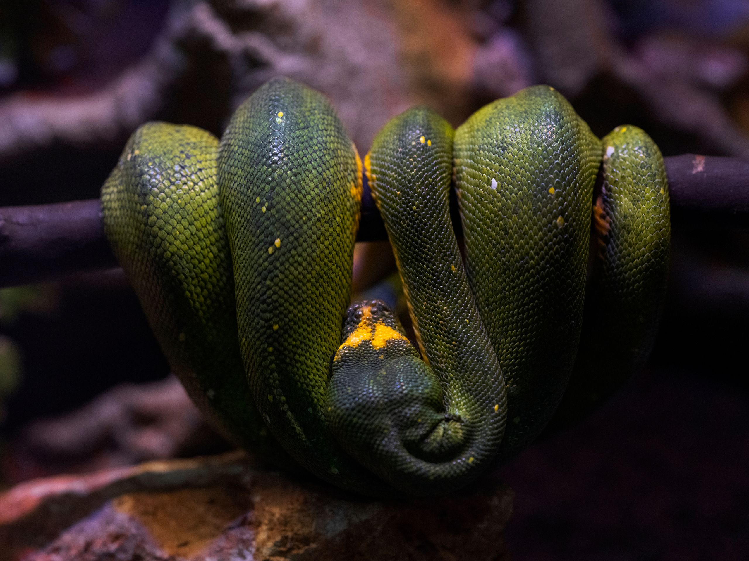 Green tree python coiled on a branch